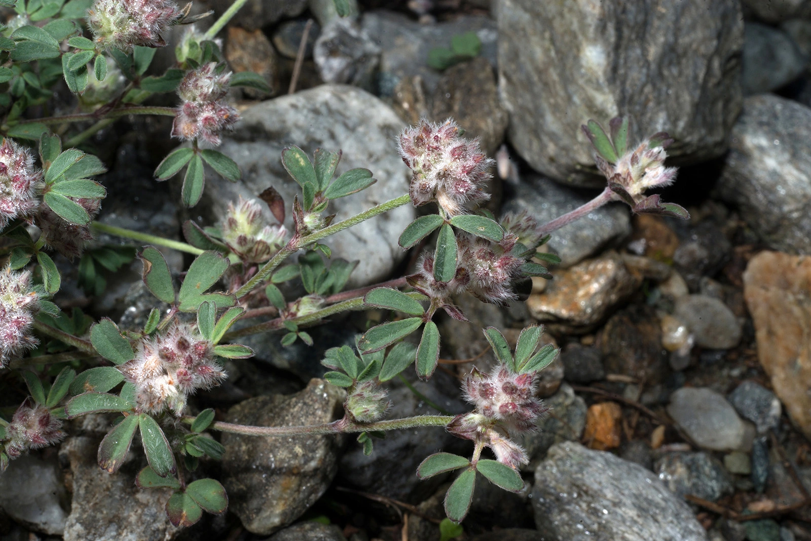 Photo Maurizio Broglio - Trifolium saxatile
